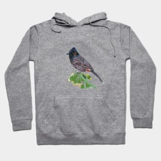 Red-vented Bulbul, Bird Hoodie